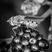 6th Oct 2014 - Fly on a berry - 6-10