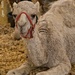 Hello Camel by lynne5477