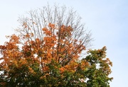 6th Oct 2014 - My neighbor's tree revisited
