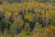 5th Oct 2014 - Birch Trees