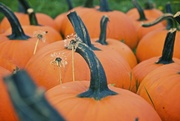 6th Oct 2014 - Dandelion Pumpkins