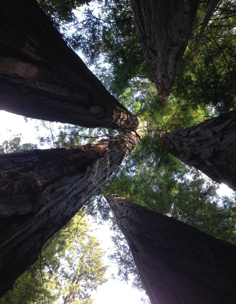 Redwood Trees by handmade