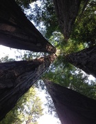 7th Oct 2014 - Redwood Trees