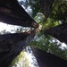 Redwood Trees by handmade