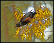 7th Oct 2014 - Tui in a  Kowhai Tree.