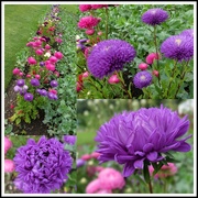 7th Oct 2014 - posting a collage of pink and purple asters...