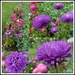 posting a collage of pink and purple asters... by quietpurplehaze
