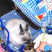 Buggy bunny by kiwinanna
