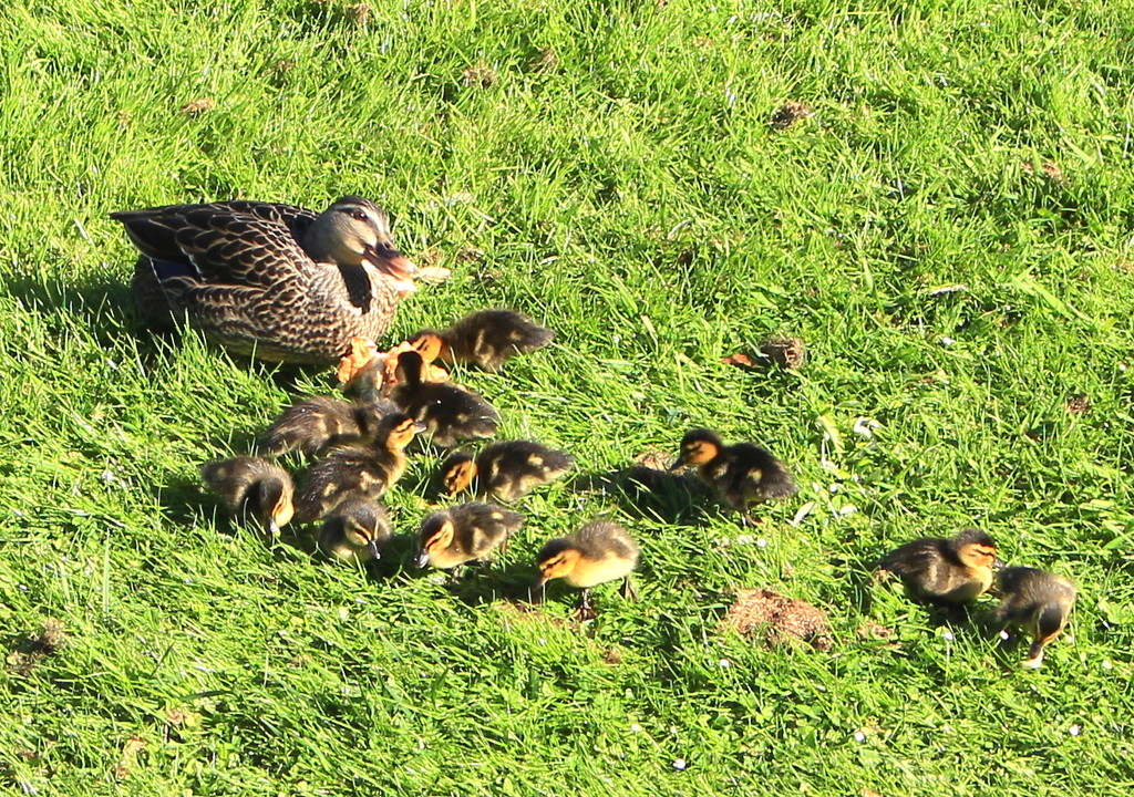 Ducklings by the dozen by kiwinanna