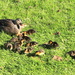 Ducklings by the dozen by kiwinanna