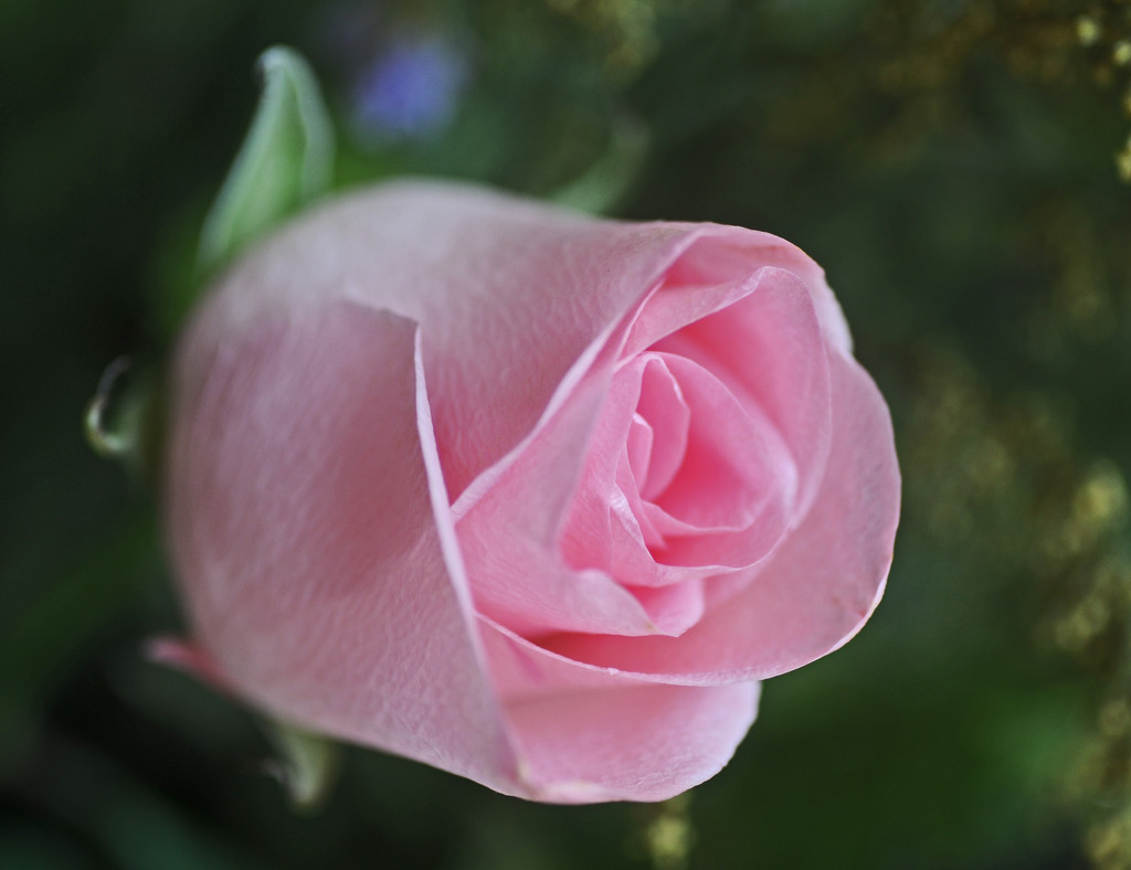 pink rose by ianjb21