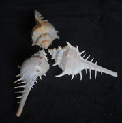 23rd Apr 2014 - Sea Shells