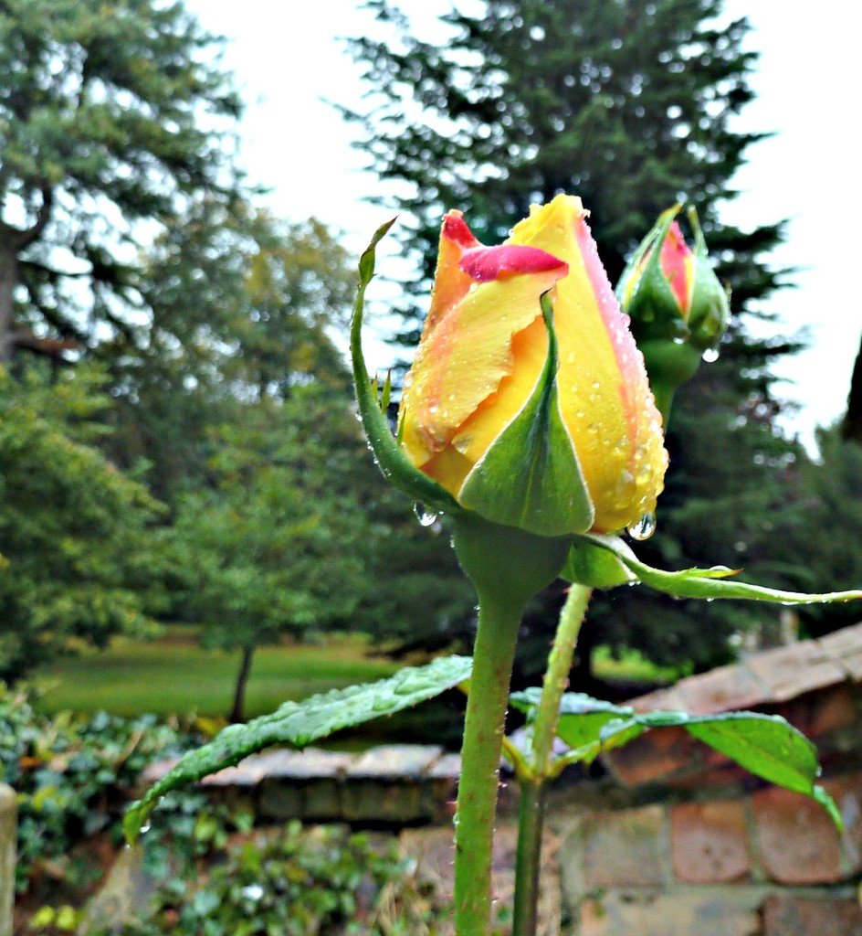 Rosebud in the Rain by wendyfrost