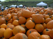7th Oct 2014 - A mountain of pumpkins