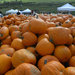 A mountain of pumpkins by mittens