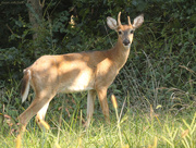 19th Sep 2014 - Young buck