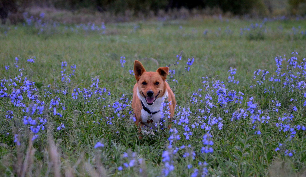 Hank and the Wildflowers by kareenking