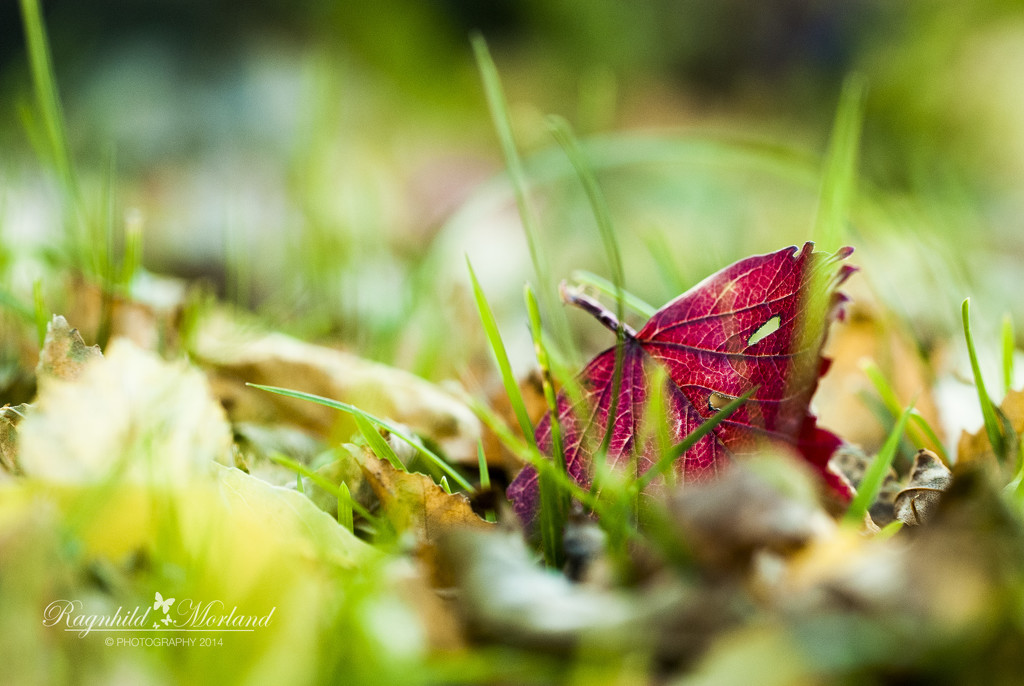 A Red Leaf by ragnhildmorland