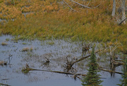7th Oct 2014 - Northwoods Wetland 