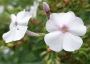 7th Oct 2014 - White Flowers