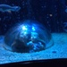 Loves the aquarium  by doelgerl