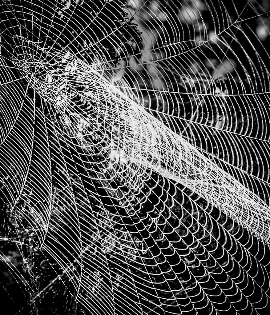 Spider Webbing  by epcello