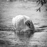 7th Oct 2014 - Swan - 7-10