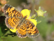 21st Sep 2014 - Pearl Crescent
