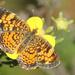 Pearl Crescent by rhoing