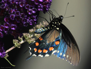 22nd Sep 2014 - Pipevine Swallowtail