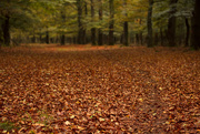 7th Oct 2014 - Autumn Carpet