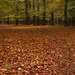 Autumn Carpet by leonbuys83