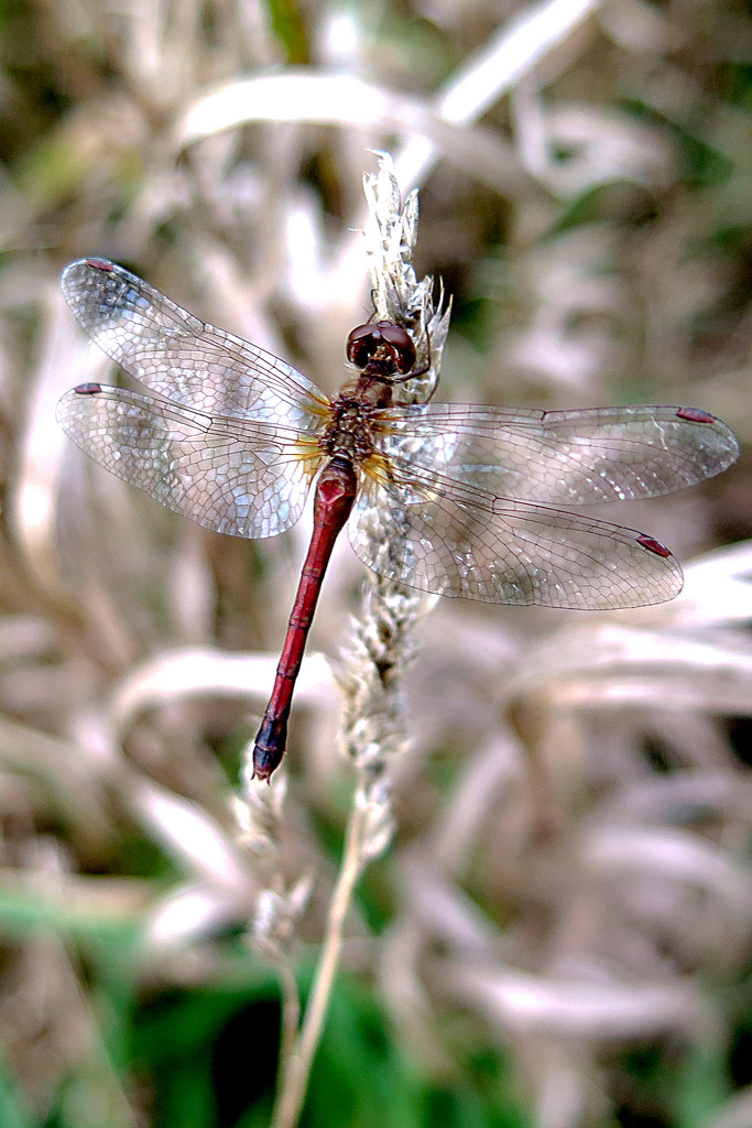 The dragonfly! by fayefaye