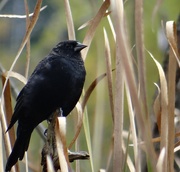 8th Oct 2014 - Blackbird