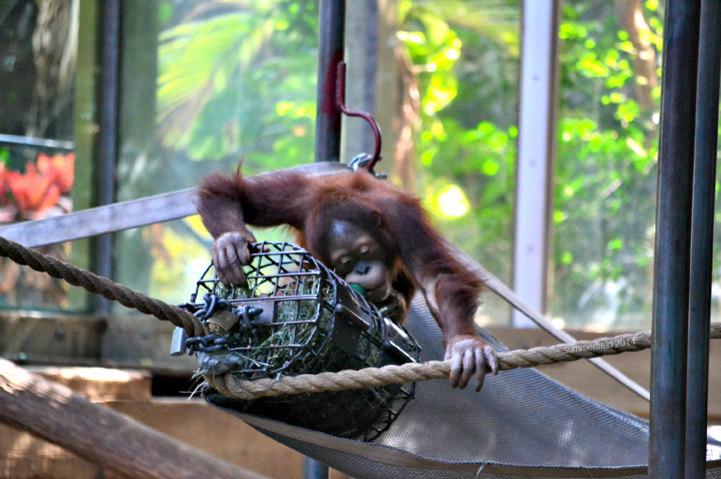 orangutan by summerfield