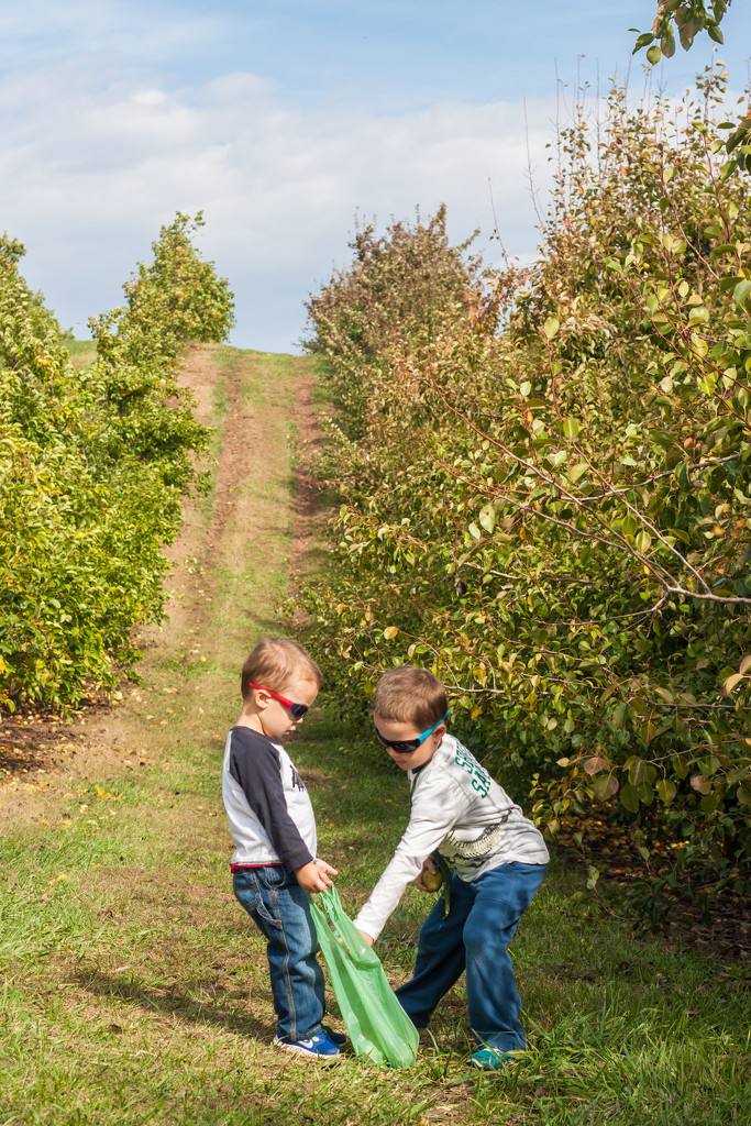 Working together to pick some apples by egad