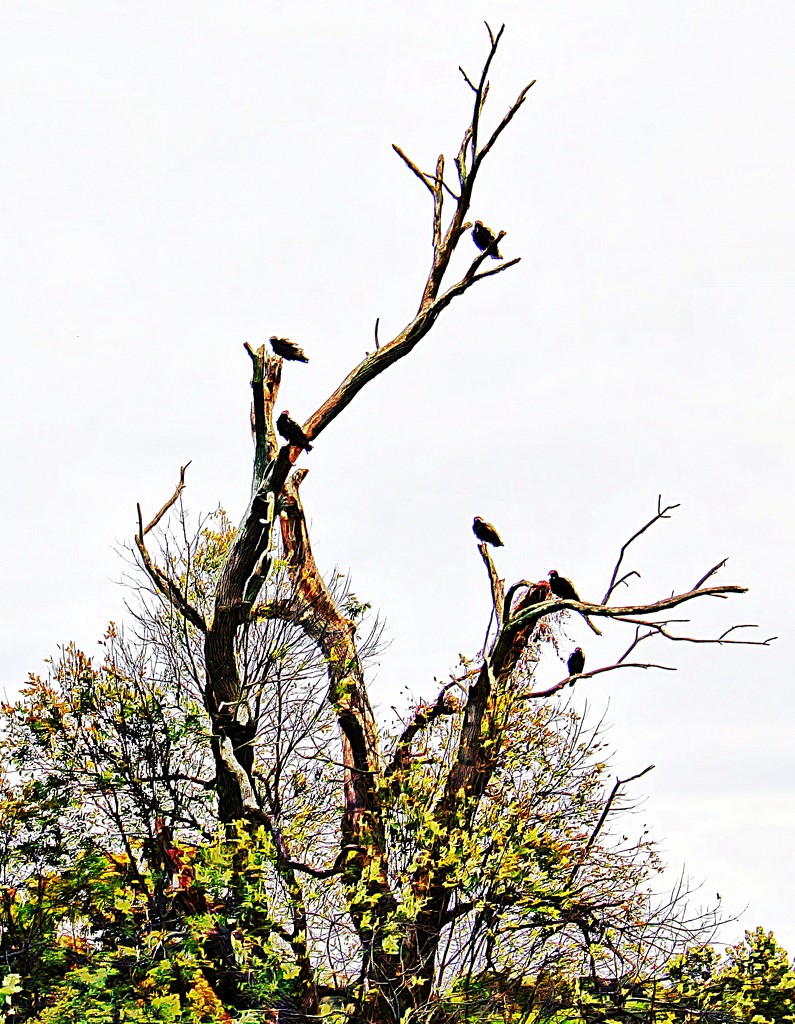 Tree Of Buzzards by digitalrn