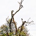 Tree Of Buzzards by digitalrn