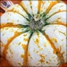 Albino pumpkin! by homeschoolmom
