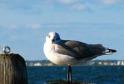 5th Oct 2014 - Seagull