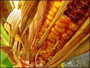 7th Oct 2014 - Harvest Corn