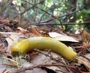 8th Oct 2014 - Banana Slug