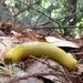 Banana Slug by handmade