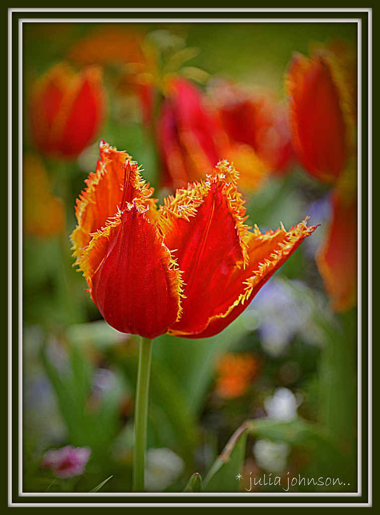 Ruffled tulip by julzmaioro