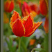 Ruffled tulip by julzmaioro