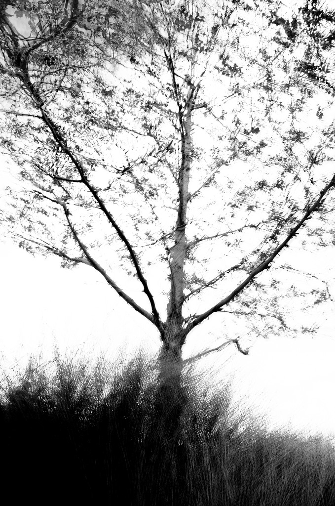 Trembling Tree by yaorenliu