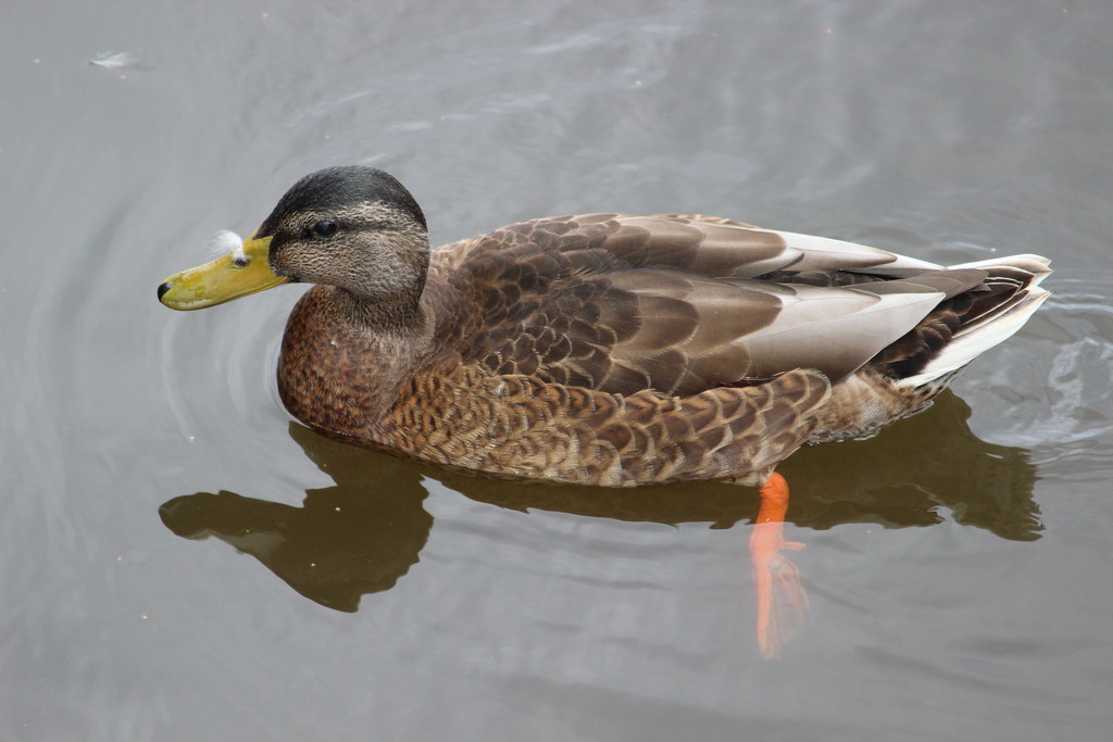 Mallard with nose hair IMG_8225 by annelis