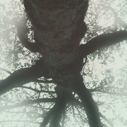 9th Oct 2014 - Tree on cloudy day