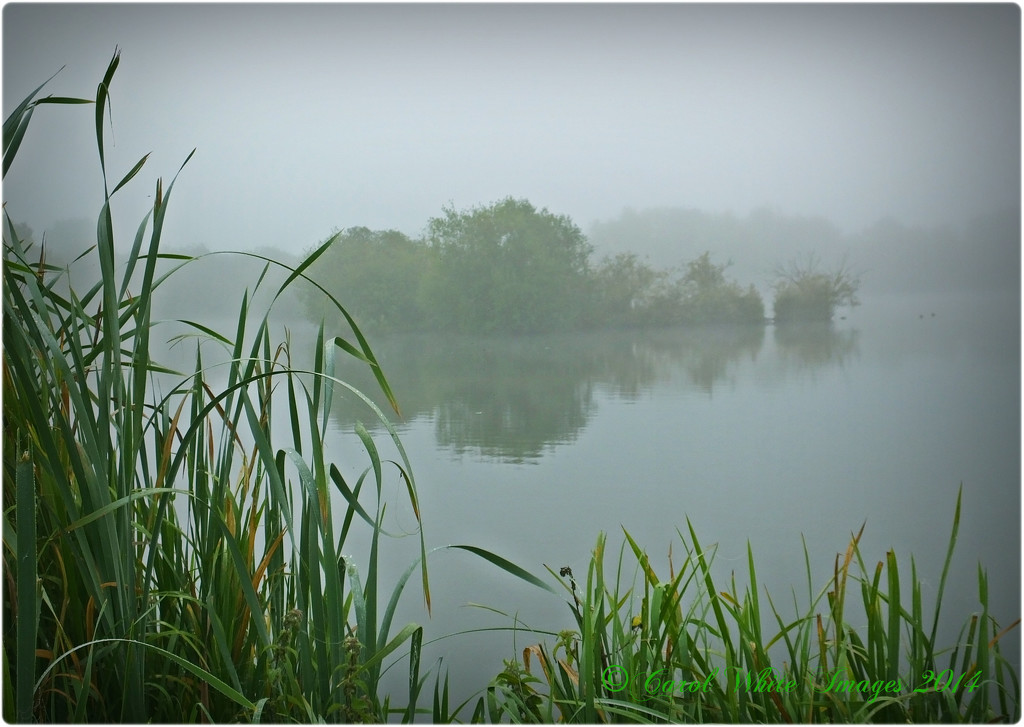 Misty Morning On The Lake by carolmw