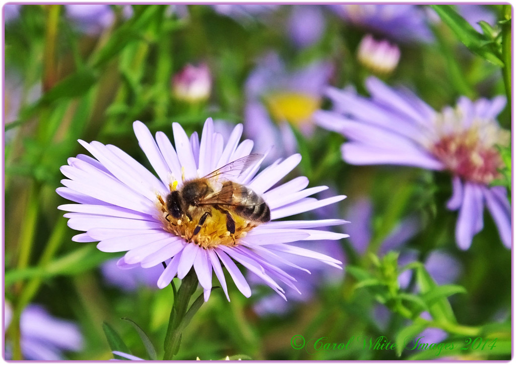 Bee And Michaelmas Daisies by carolmw